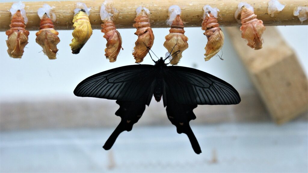 butterfly, to emerge, butterflies, latest, stage, transformation, tropical, exotic, bug, transformation, transformation, transformation, transformation, transformation