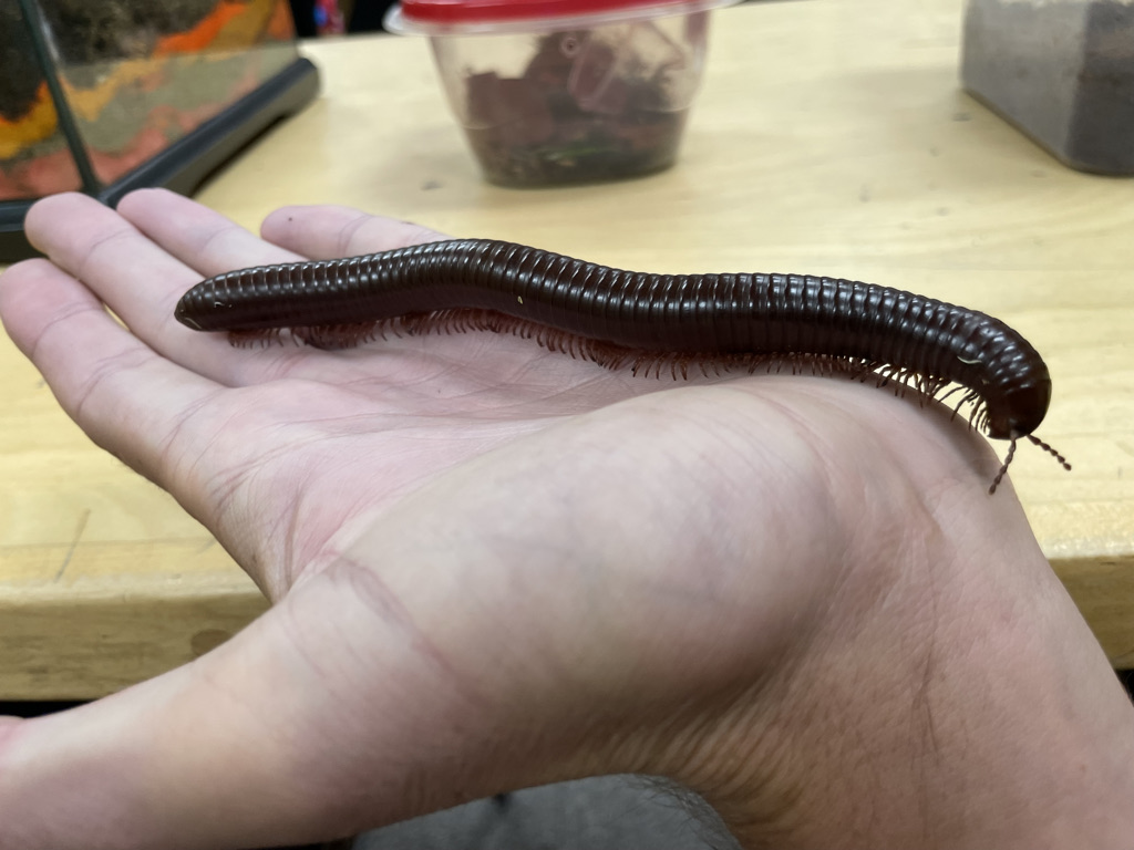 Giant African millipede on a person's hand