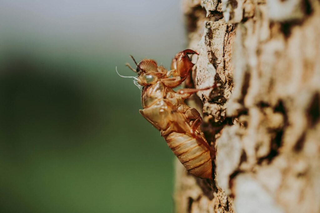 Macro view of a cicada exoskeleton on textured tree bark with selective focus.