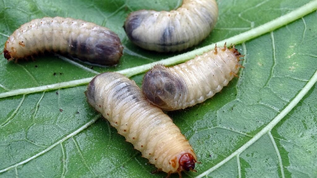 elders, larvae, beetle larvae, aphid, rose beetle, junior beetle, pest, compost, cockchafer larvae, beetle, larvae, larvae, larvae, larvae, larvae, compost