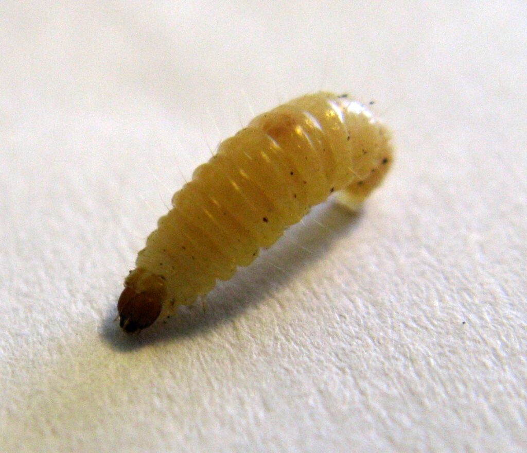 Maggot on a white background