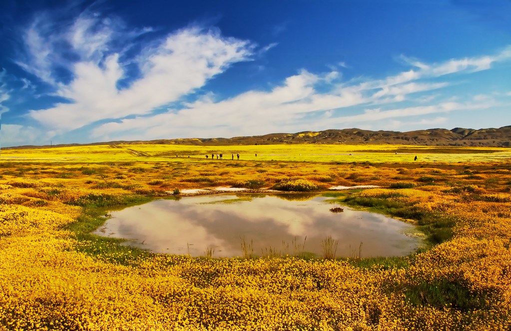 Vernal Pool in the Carrizo Plain
