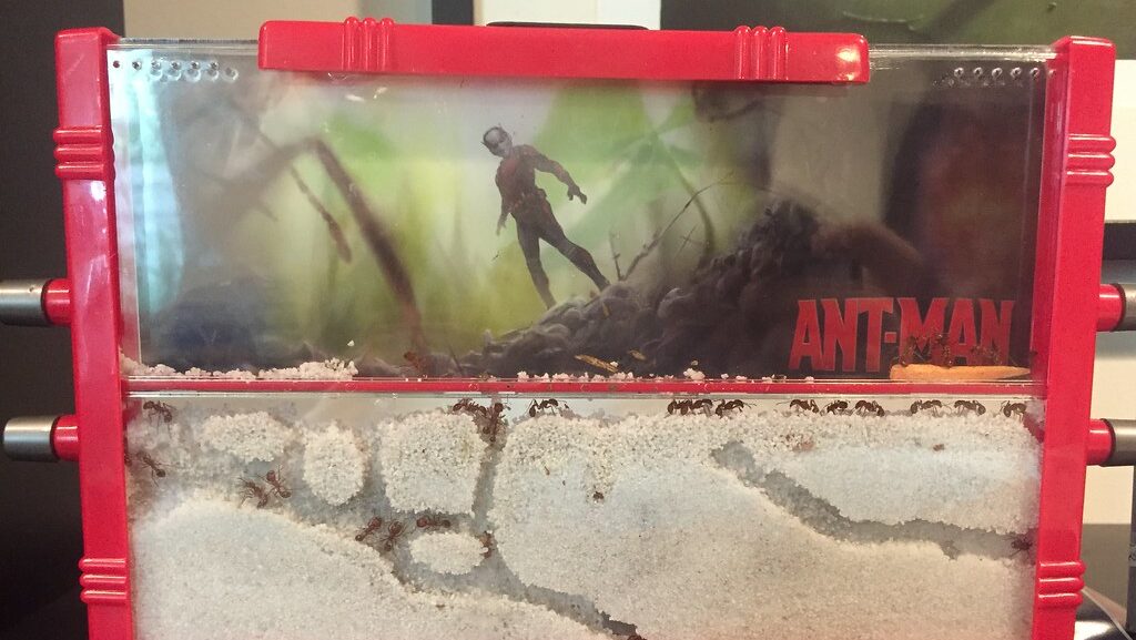 Pet ants in a red tank