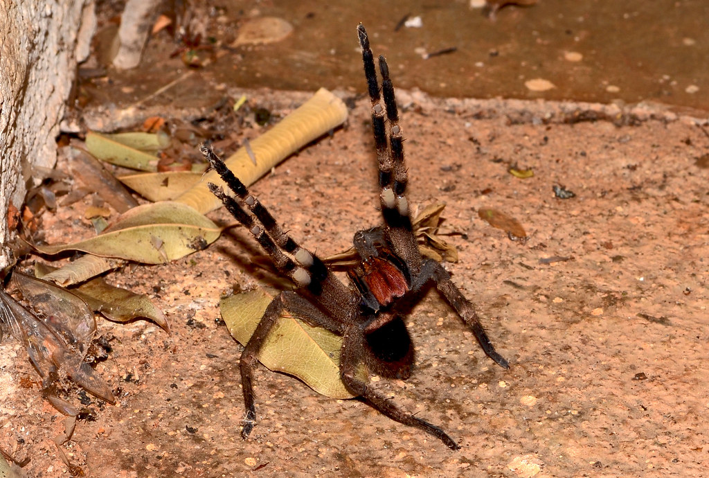 Brazilian wandering spider (Phoneutria nigriventer)