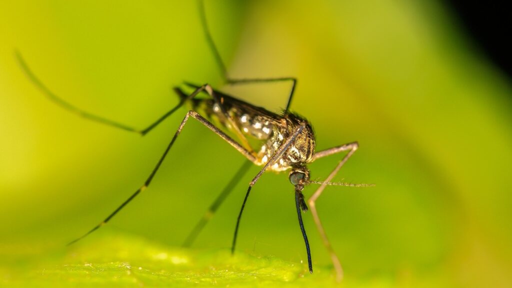 mosquito, insects, sting, nature, mosquito, mosquito, mosquito, mosquito, mosquito