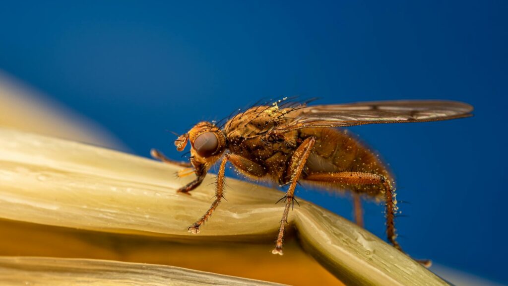 Detailed macro image of a Drosophila fly perched on a leaf, showcasing intricate textures and colors.