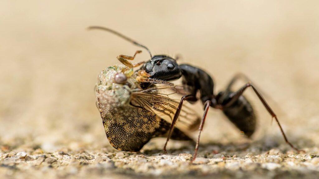 Close-up of a Japanese carpenter ant (Camponotus japonicus) feeding on a Cixiidae insect on rough surface.