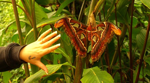 An Atlas moth resting on a plant's stem.
