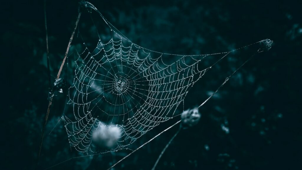 a spider web with water droplets on it