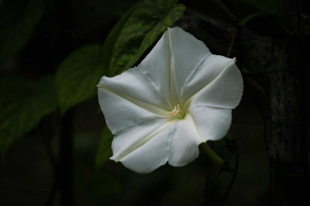 a white flower with green leaves in the background