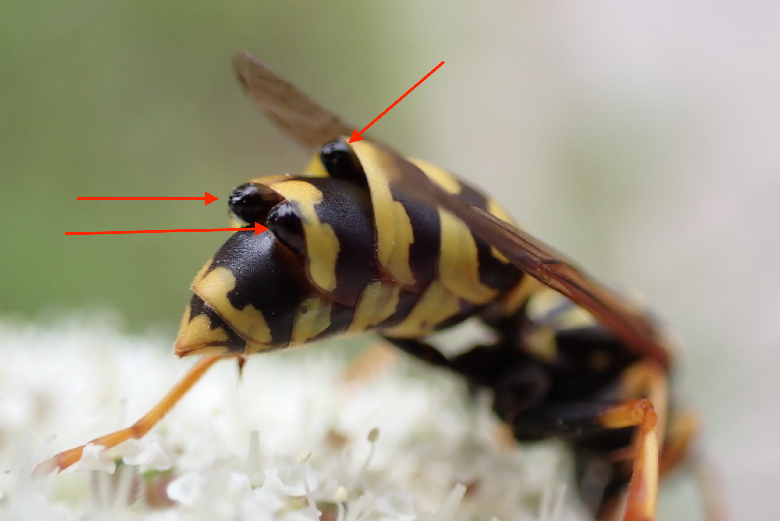 Xenos vesparum in Polistes dominula