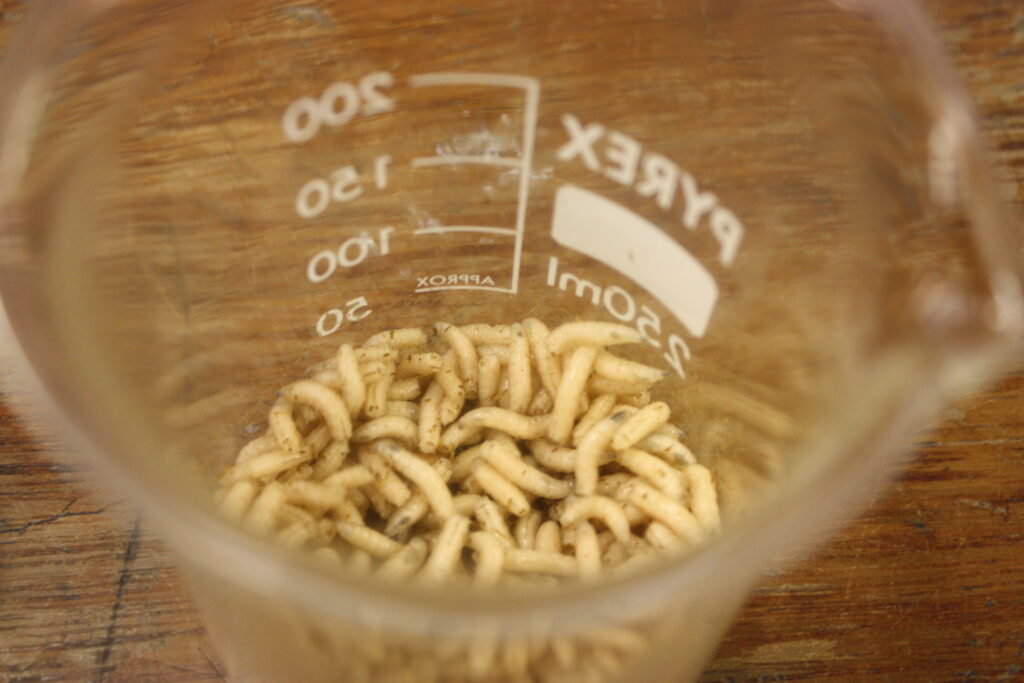 Maggots for therapy in a container