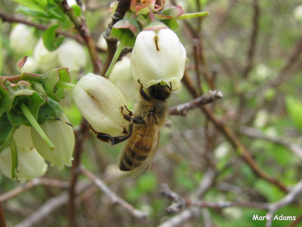 Blueberry bee on a flower