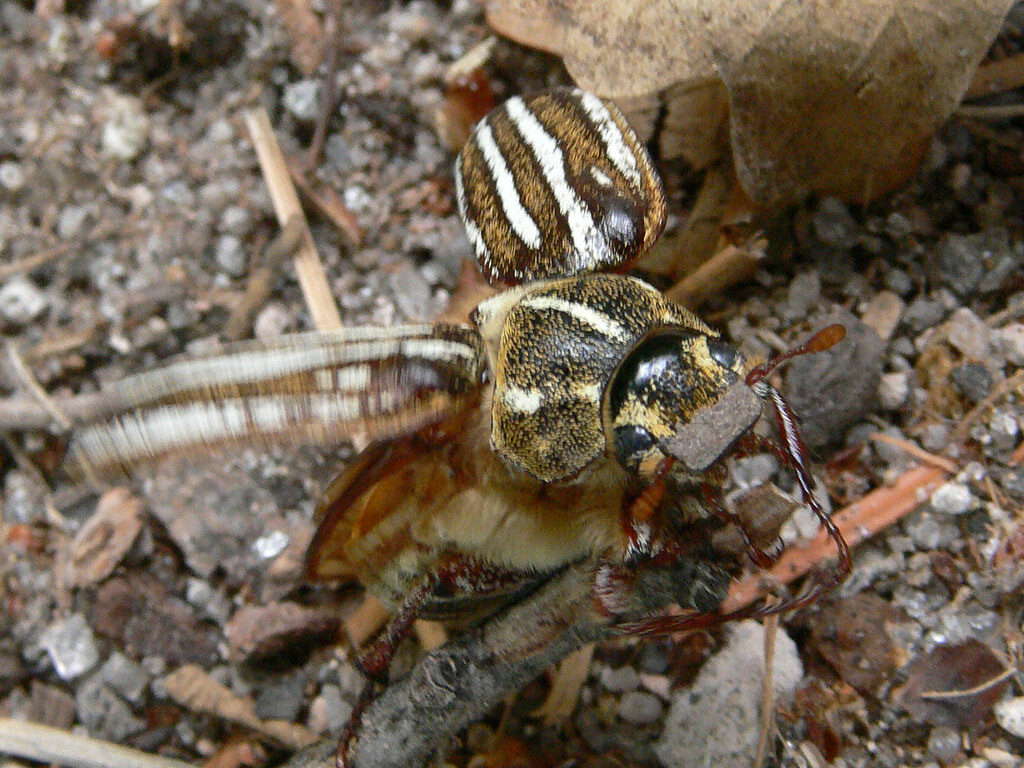 Scarab beetle to fly