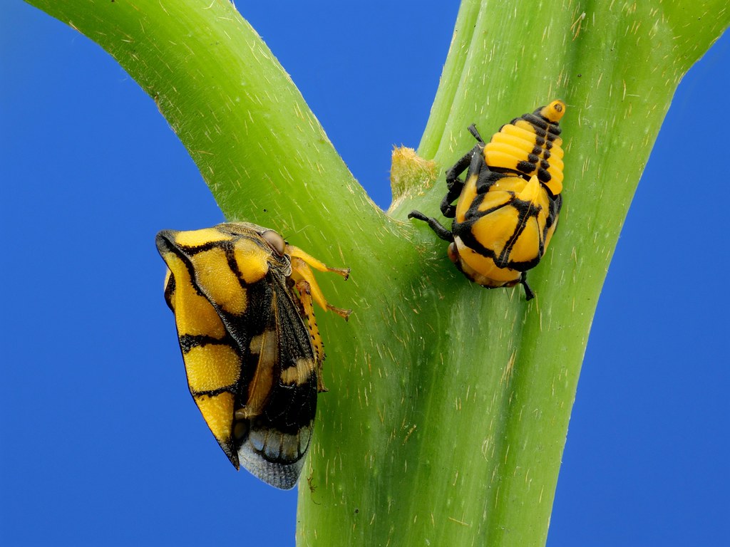 Treehoppers on a plant stem
