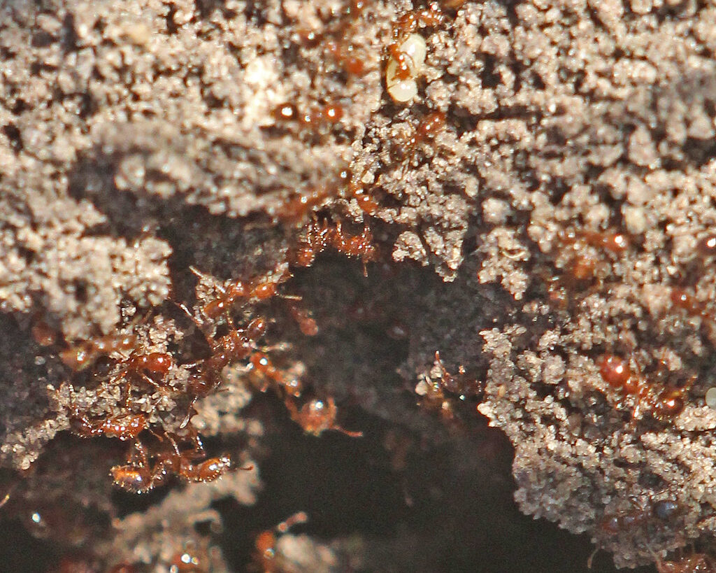 Red imported fire ants on the sand