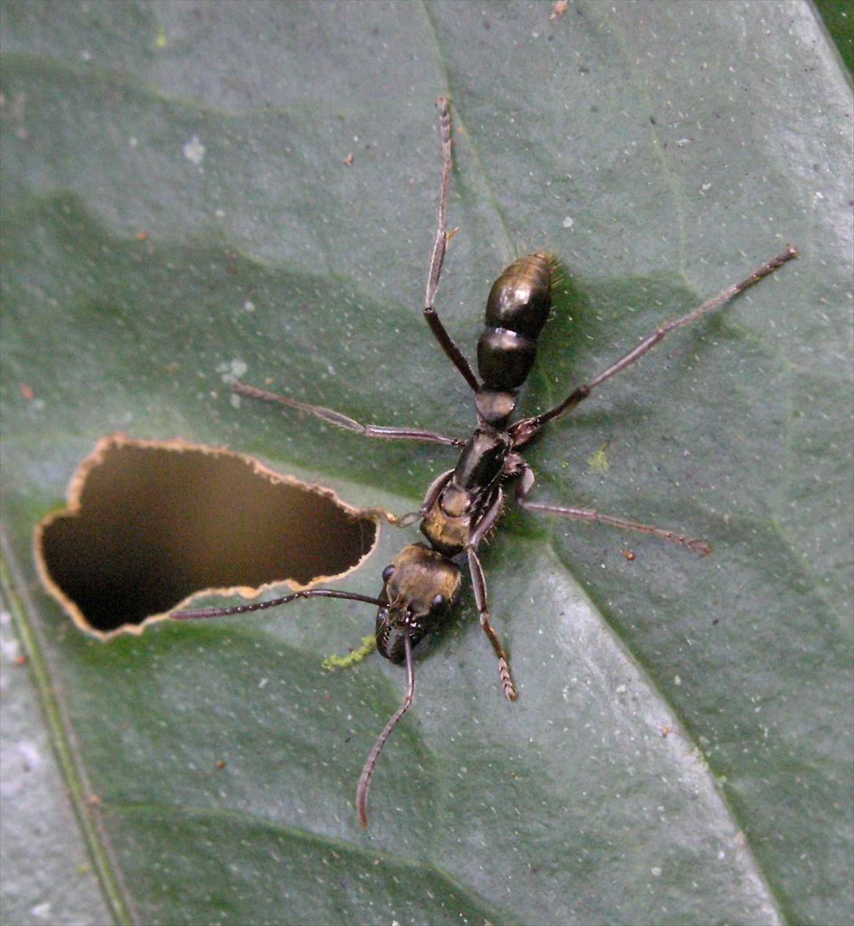 Panther ants (Pachycondyla species)