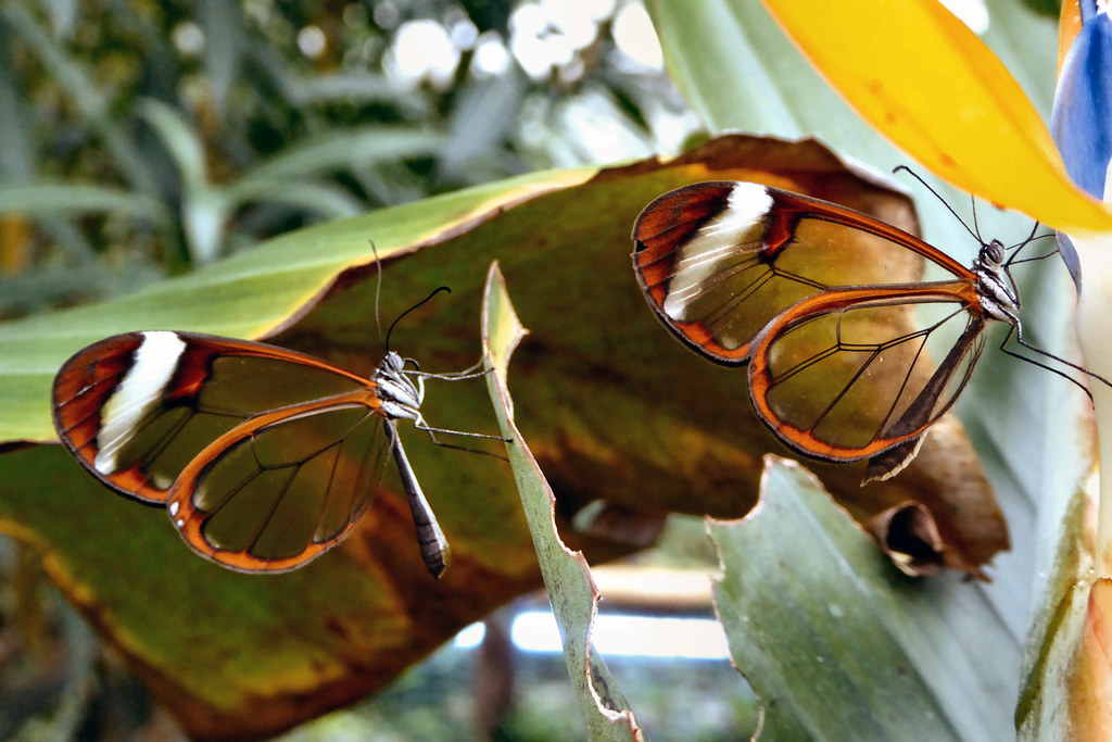 Greta oto resting on leaves