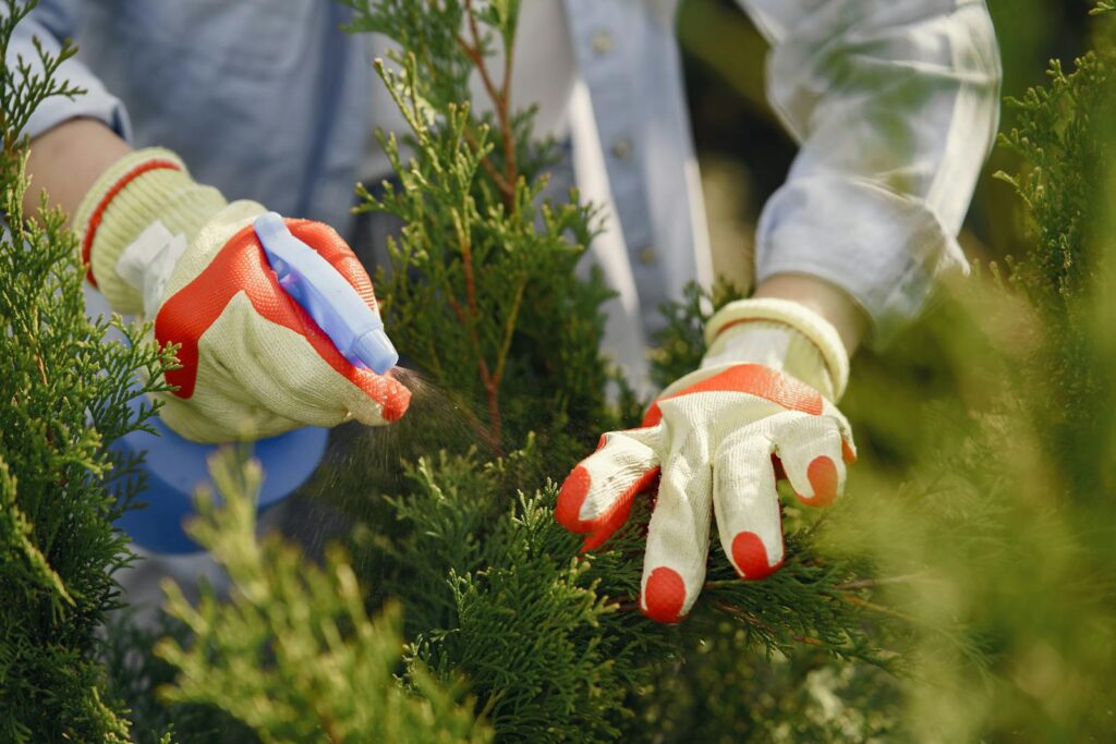 Close-up of gardener's hands wearing gloves, spraying green plants outdoors.