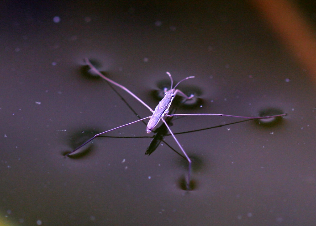 A water strider 