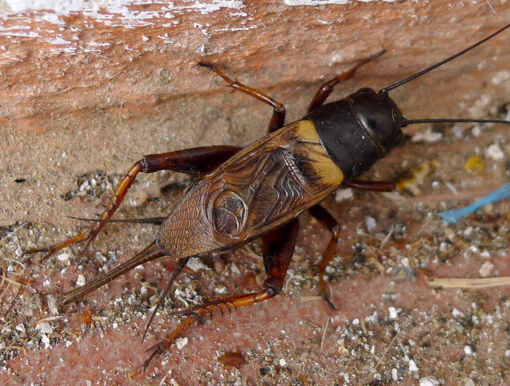 Gryllus bimaculatus (Two-spotted cricket)