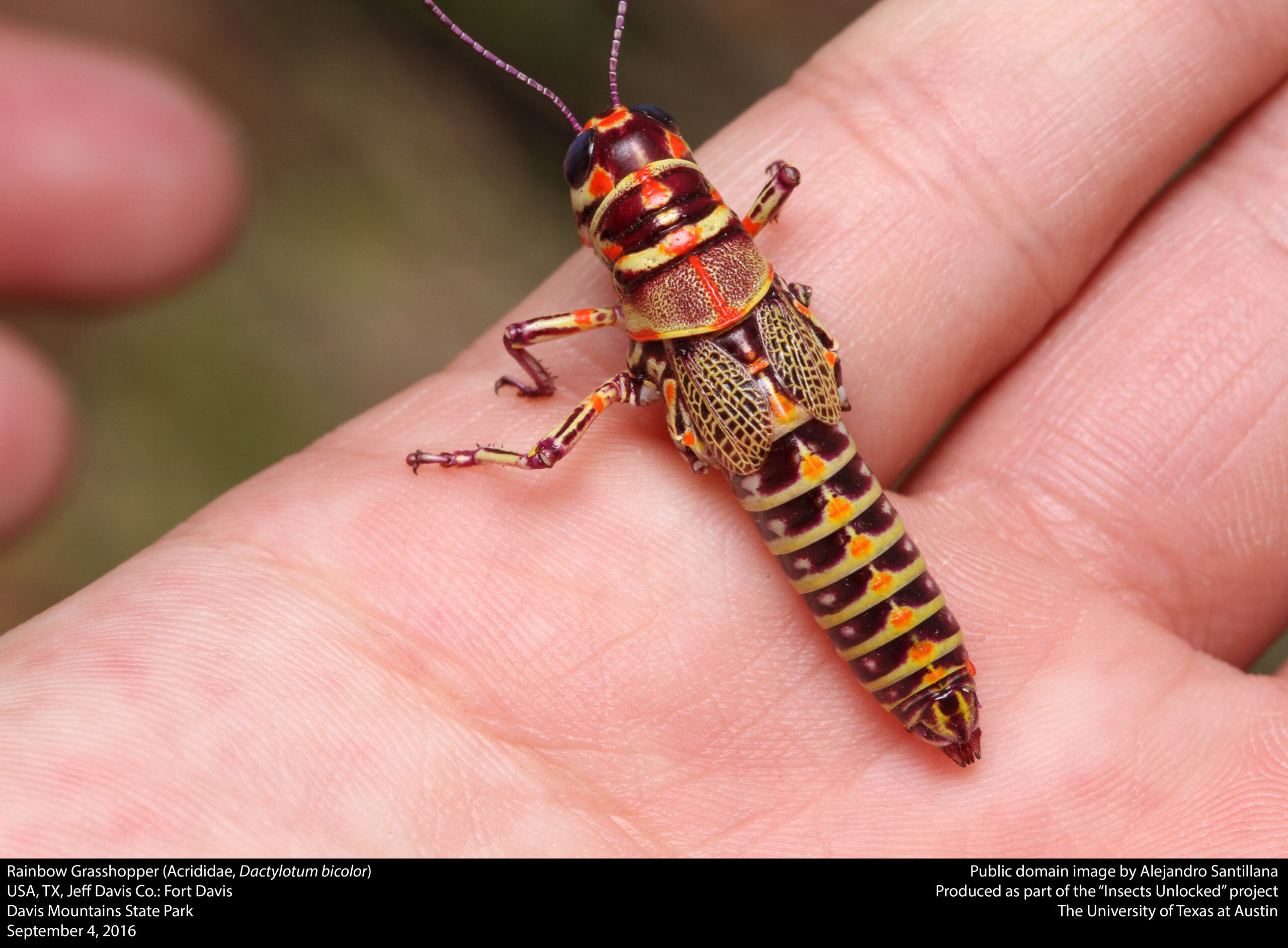 Painted grasshopper nymph
