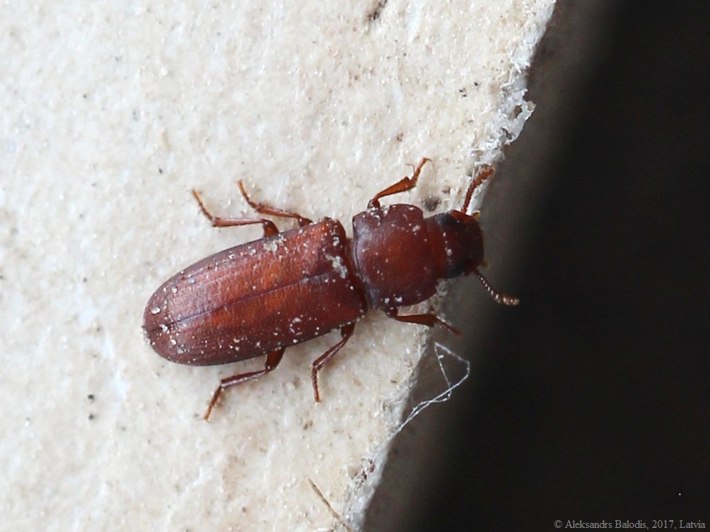Tribolium confusum on a pantry