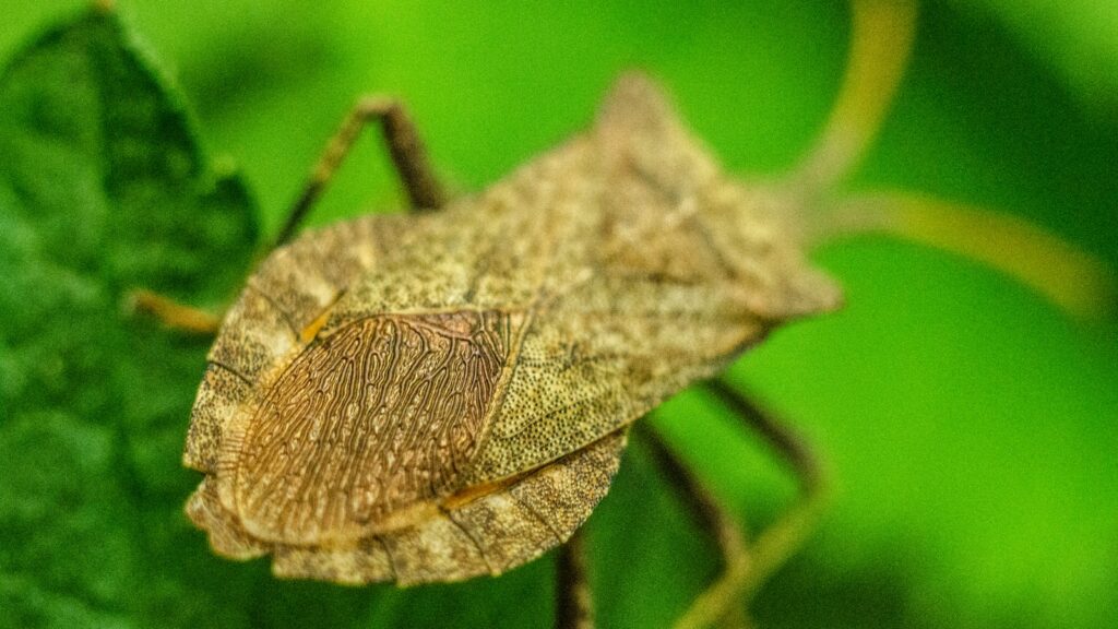 brown and green grasshopper on brown dried leaf