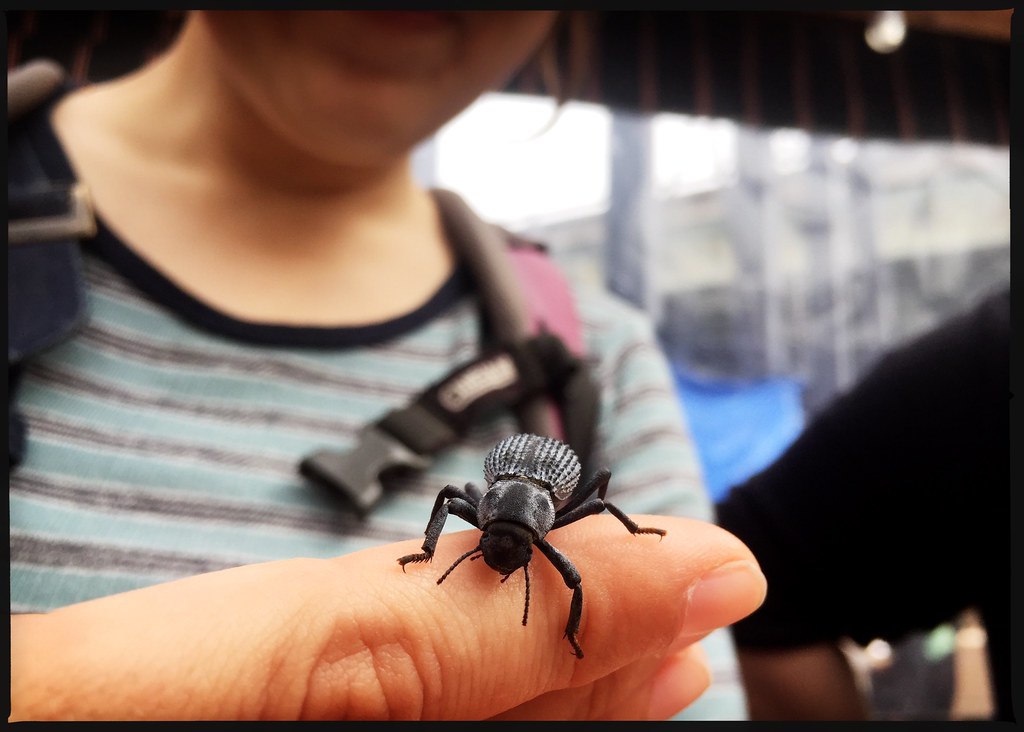 A close-up image of a rare beetle on a person's finger
