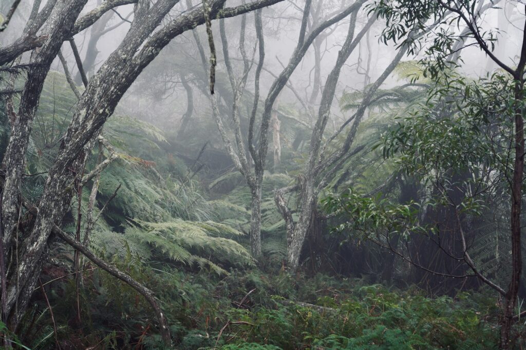 Fern plants near tree