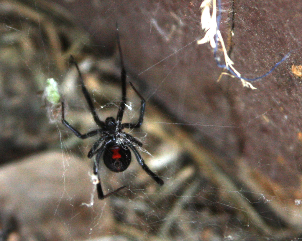 A black widow spider on its web.