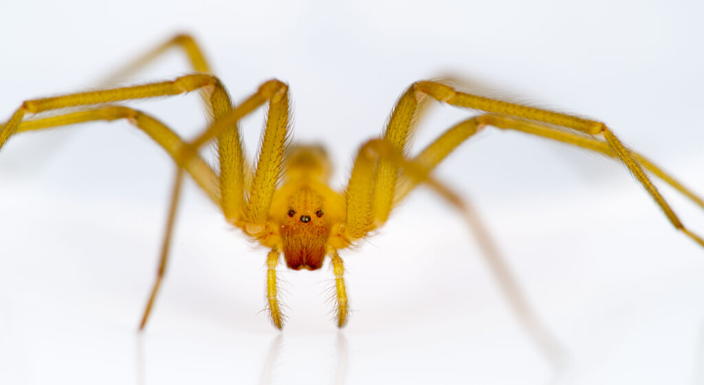 Chilean recluse spider (Loxosceles laeta)