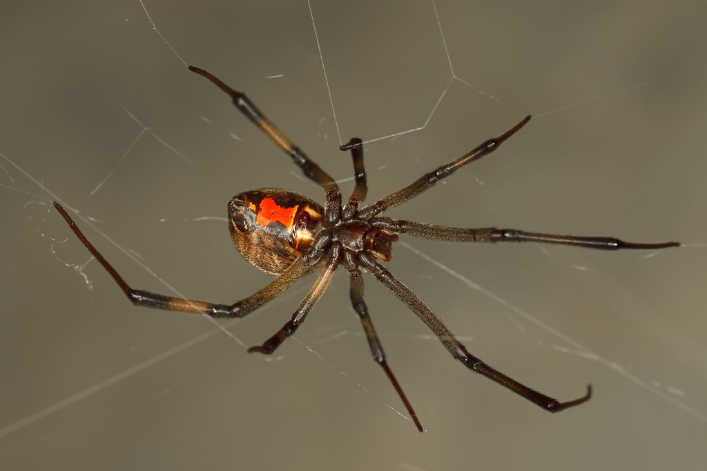 Latrodectus geometricus