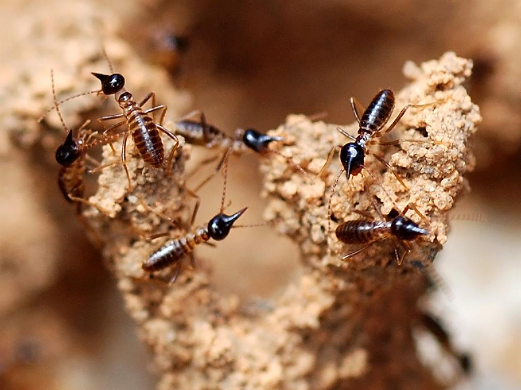 Termite soldiers - Nasute