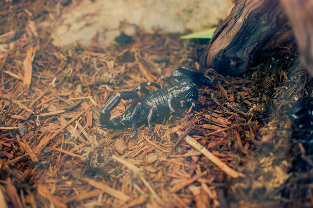 A close-up image of a pet scorpion on wood shavings