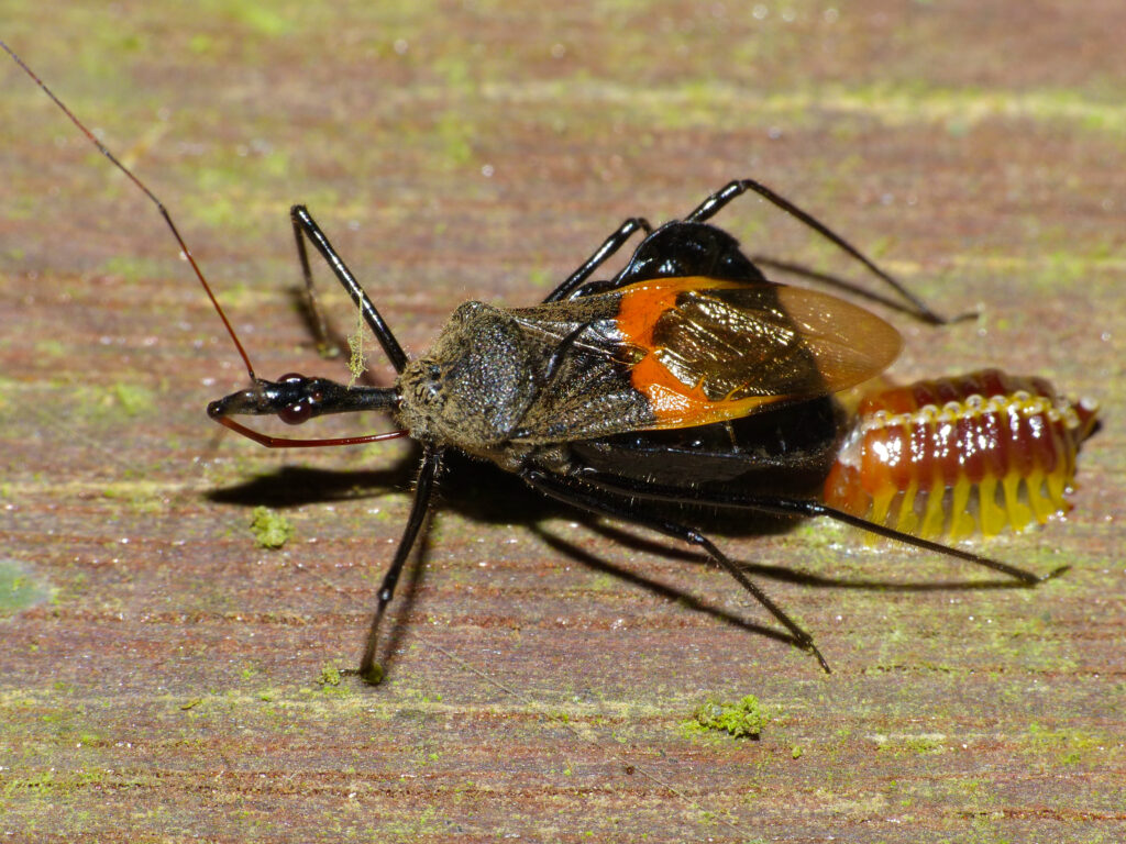 Assassin Bug (Reduviidae) female laying eggs