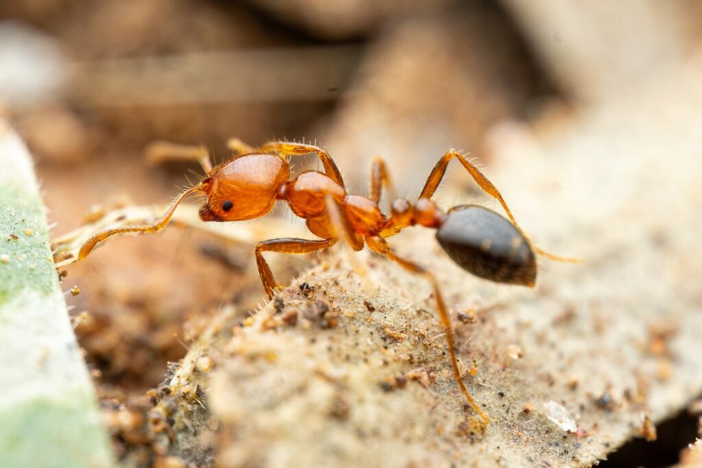 Solenopsis sp. on a sandy surface
