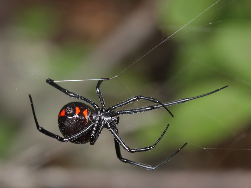 Latrodectus variolus on its web in a forest