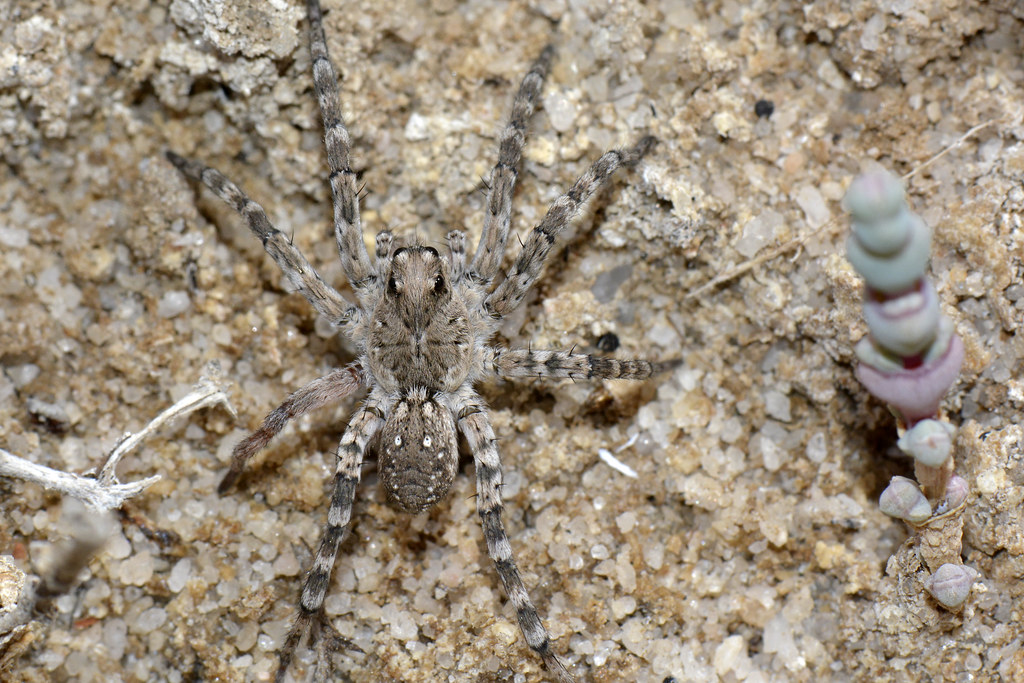 A wolf spider resting on a glittering rock.