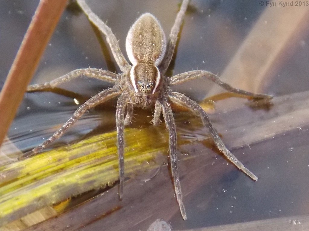Six-spotted Fishing Spider - Dolomedes triton