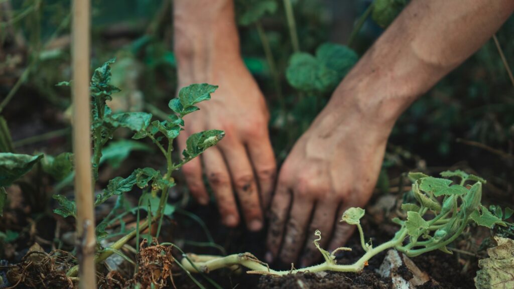 person holding green plant stem