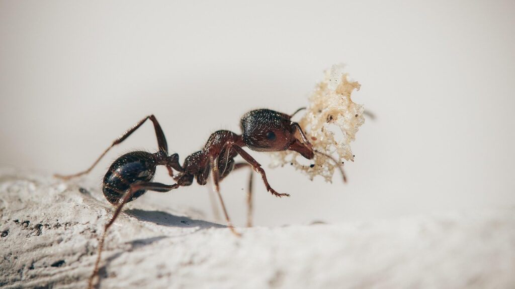 ants, macro, insects, nature, plants, ant, garden, antenna, worker, petals, ants, ants, ant, ant, ant, ant, ant