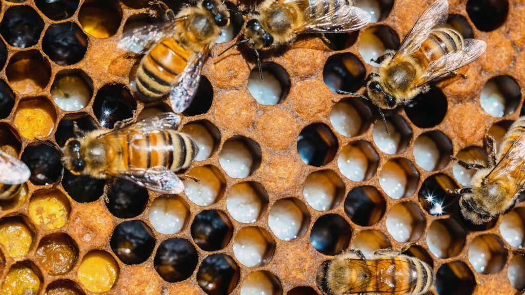 A group of bees sitting on top of a honeycomb