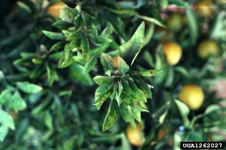 Xylella fastidiosa infection in a citrus tree
