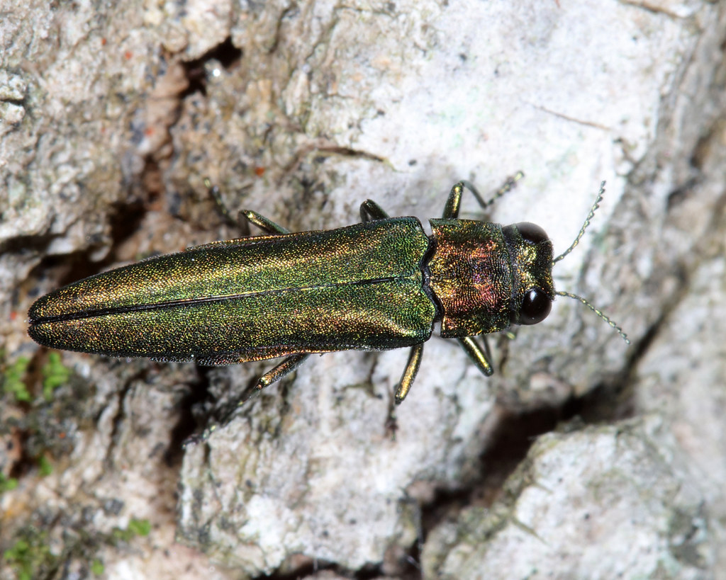 Emerald ash borer on a tree bark