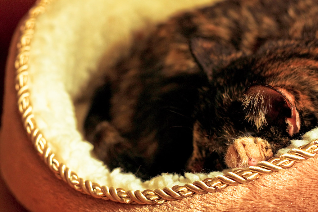 A dog on its sleeping mat