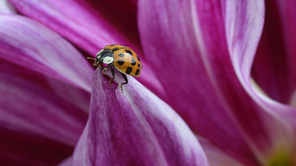lady bug, dahlia, petal, lady bug, lady bug, lady bug, lady bug, lady bug