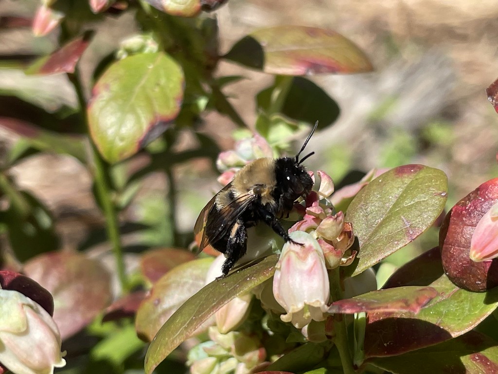 Blueberry bee on a flower