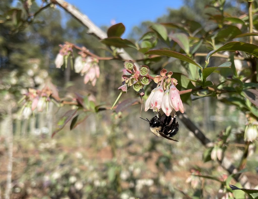 Southern blueberry bee on a flower