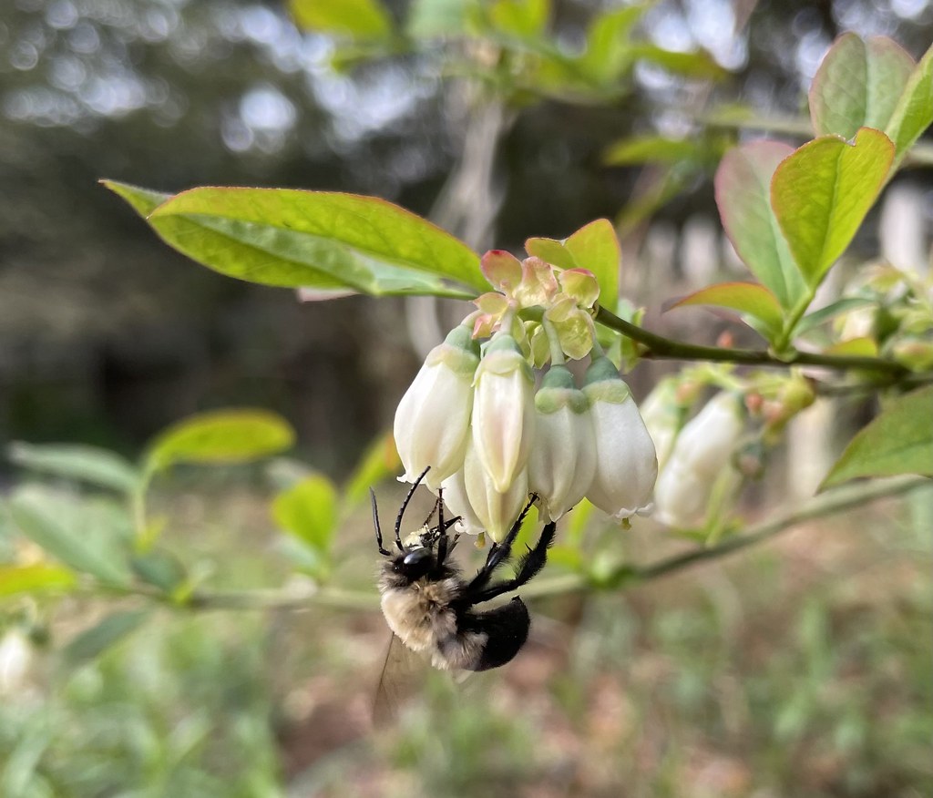Blueberry Bee on Rabbiteye Blueberries